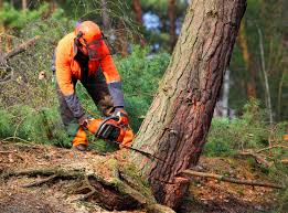 Reliable Los Alamitos, CA Tree Services Solutions